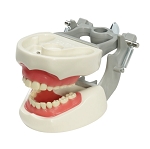2760 Pedodontic Soft Gingival Model with 20 Removable Teeth, ULB and MQD